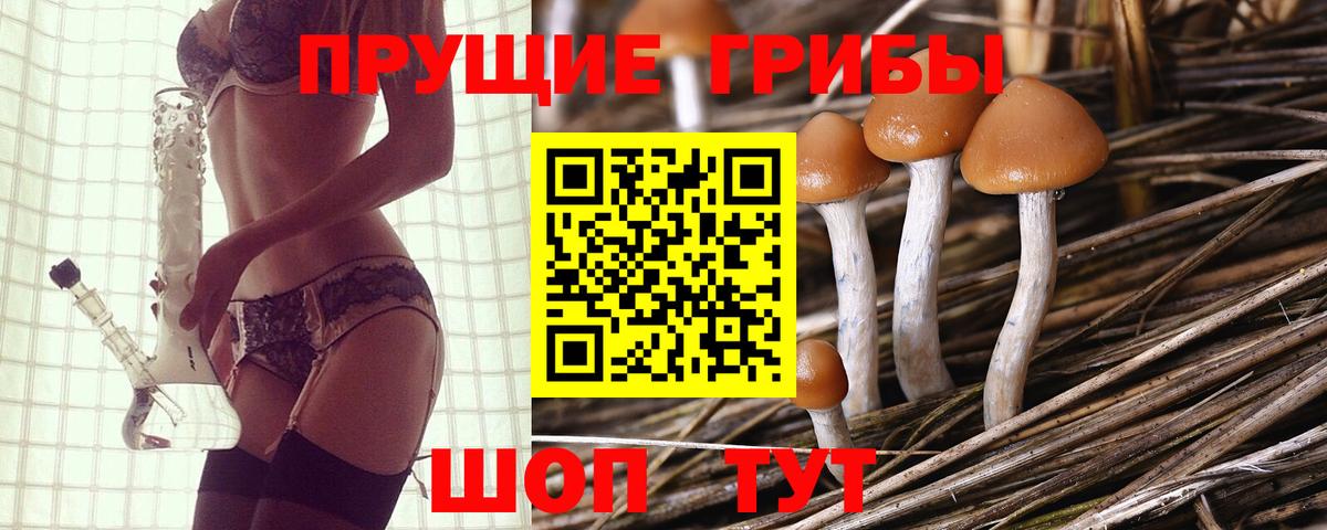 Галлюциногенные грибы GOLDEN TEACHER  Галлюциногенные грибы Psilocybine cubensis  где купить наркотик  Вход с VPN  Кинель 